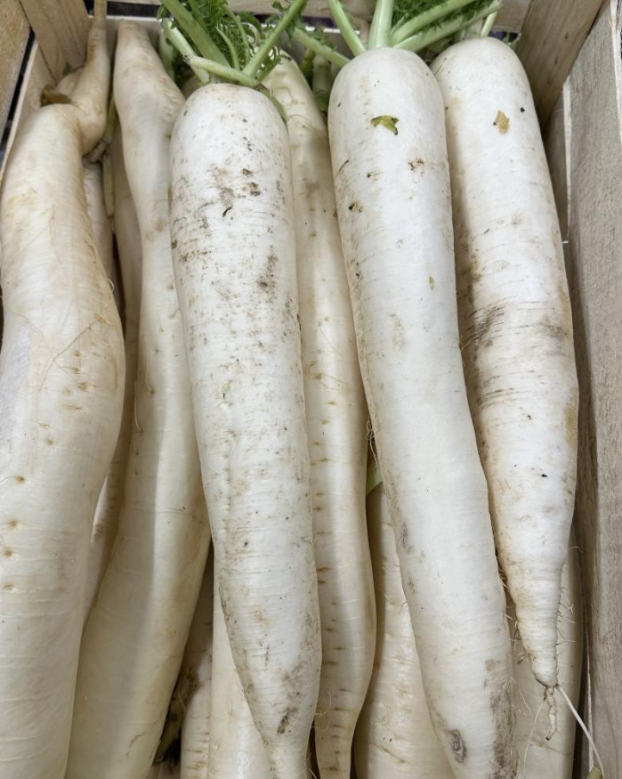 navet long / radis blanc / rettich