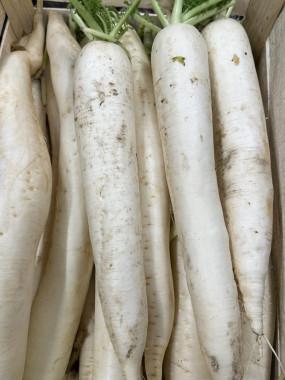 navet long / radis blanc / rettich