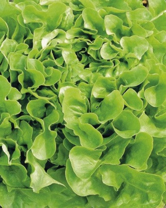 chêne verte de chez brigitte Versailles