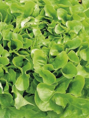 Salade Laitue