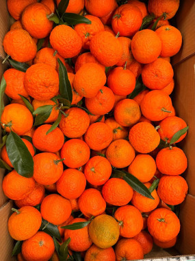 Clémentine de  Corse IGP