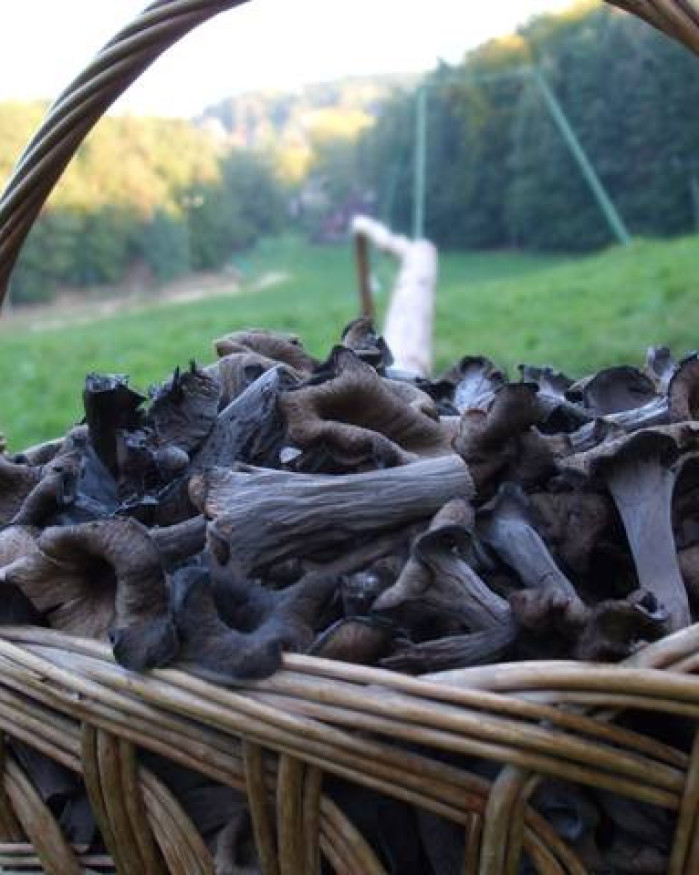 Champignon Trompette de la mort