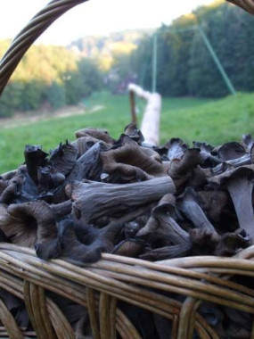 Champignon Trompette de la mort