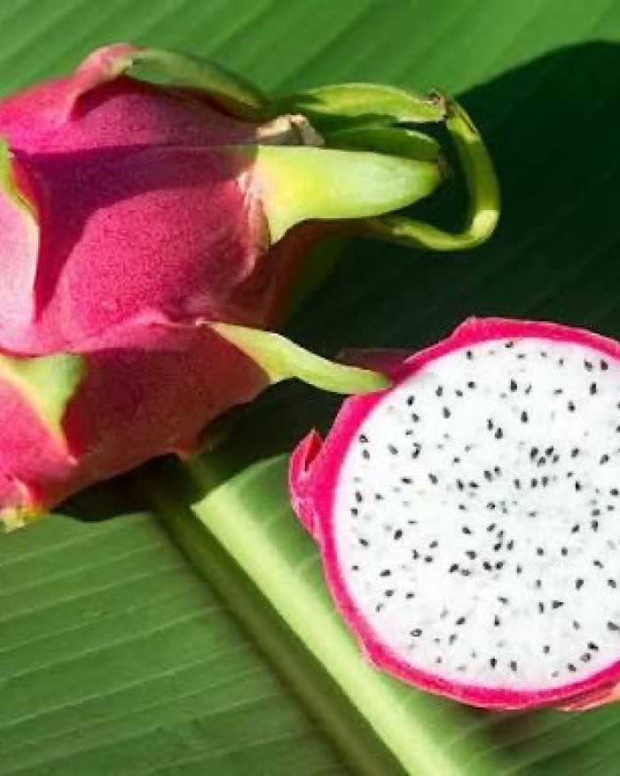 Pitaya fruit du dragon chezbrigitte-versailles.com