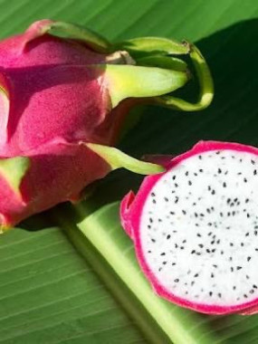 Pitaya rose chair blanche ( fruit du dragon )