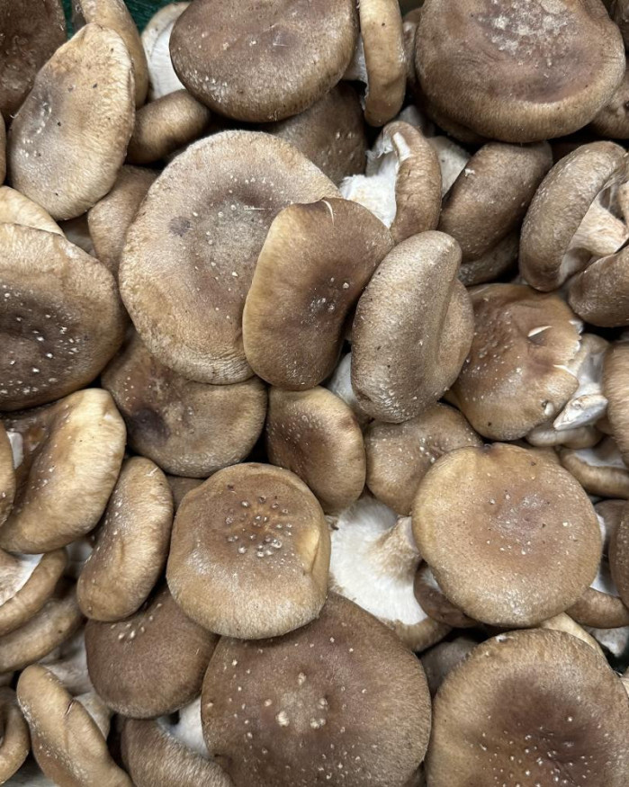 Champignon Shiitaké