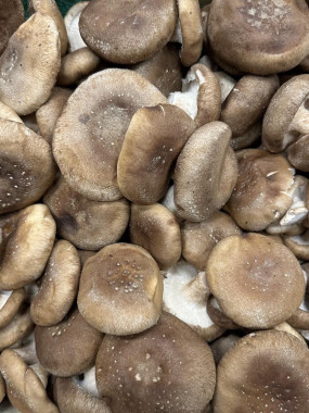 Champignon Shiitaké