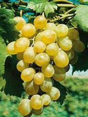 Raisin blanc sans pépins