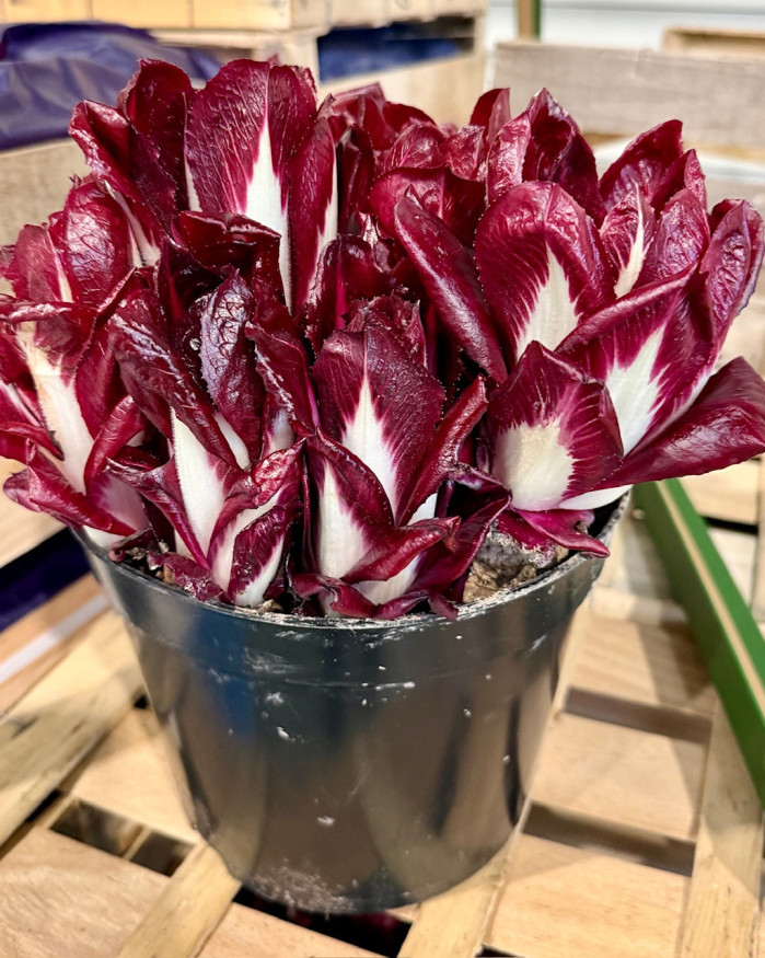 ENDIVE ROUGE EN POT