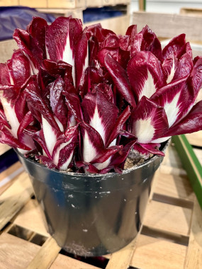 ENDIVE ROUGE EN POT