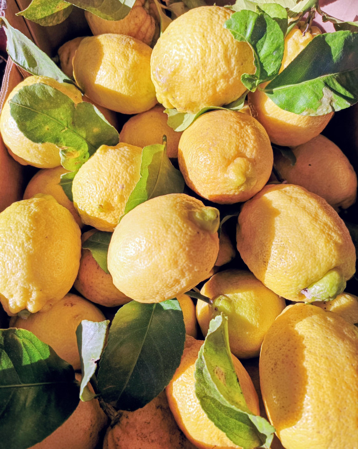 citron de Menton chezbrigitte-versailles.com