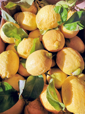 Citron jaune a feuille de Sicile 