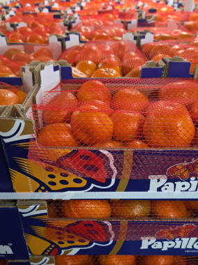 clémentine cagette 2.3kilos 4€