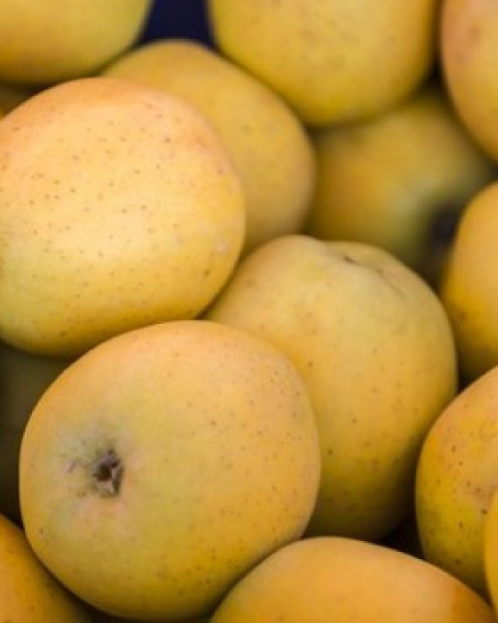 pomme goldrush chezbrigitte-versailles.com