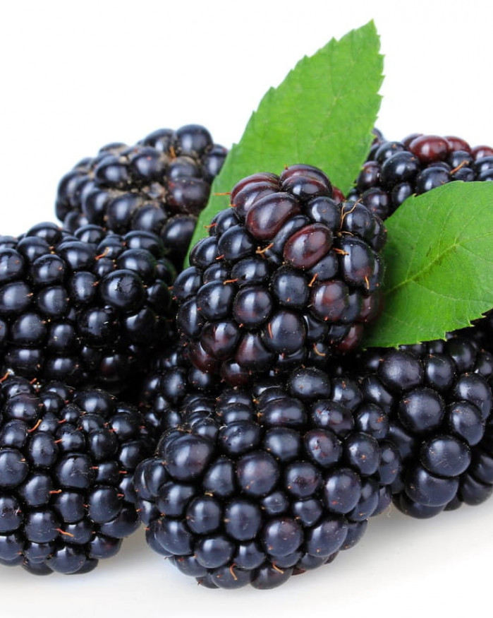 mure a confiture le colis de 12 barquettes