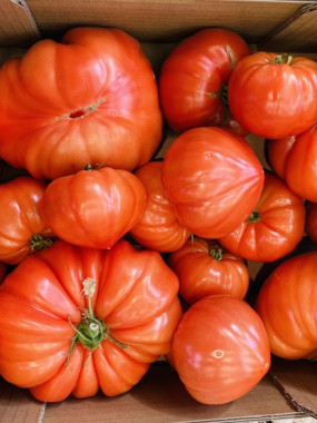 tomate coeur de boeuf