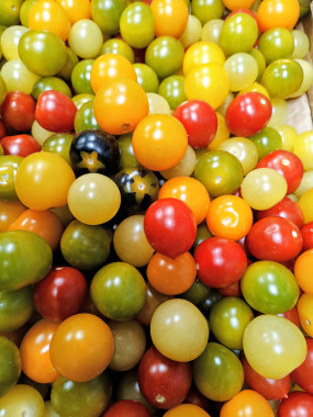 tomate cerise multicolore VRAC