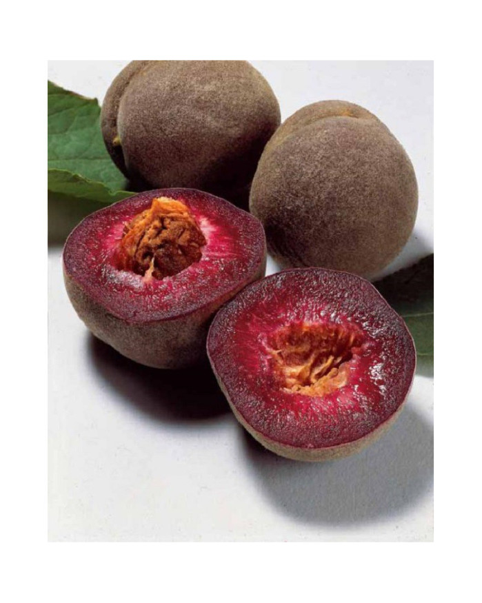 Nectarine de vigne france
