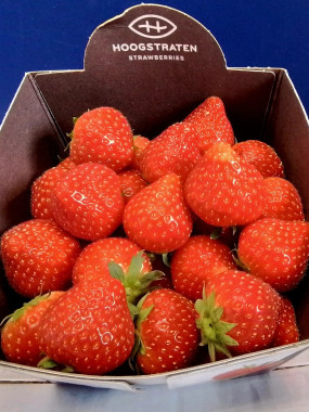 FRAISE 500 GR  2 BARQUETTE 6€ 