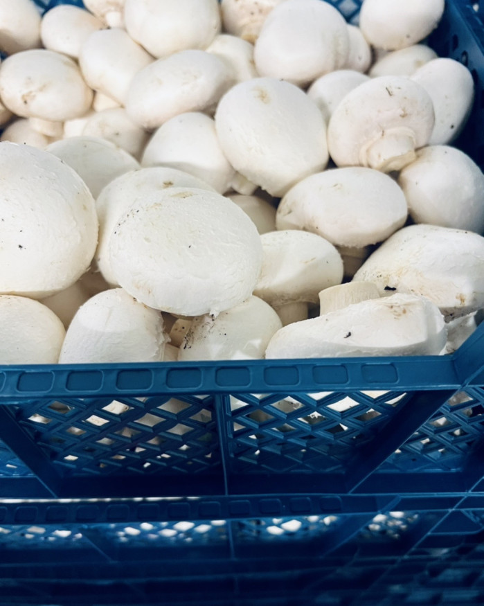 champignon de Paris gros COLIS 2 KILOS