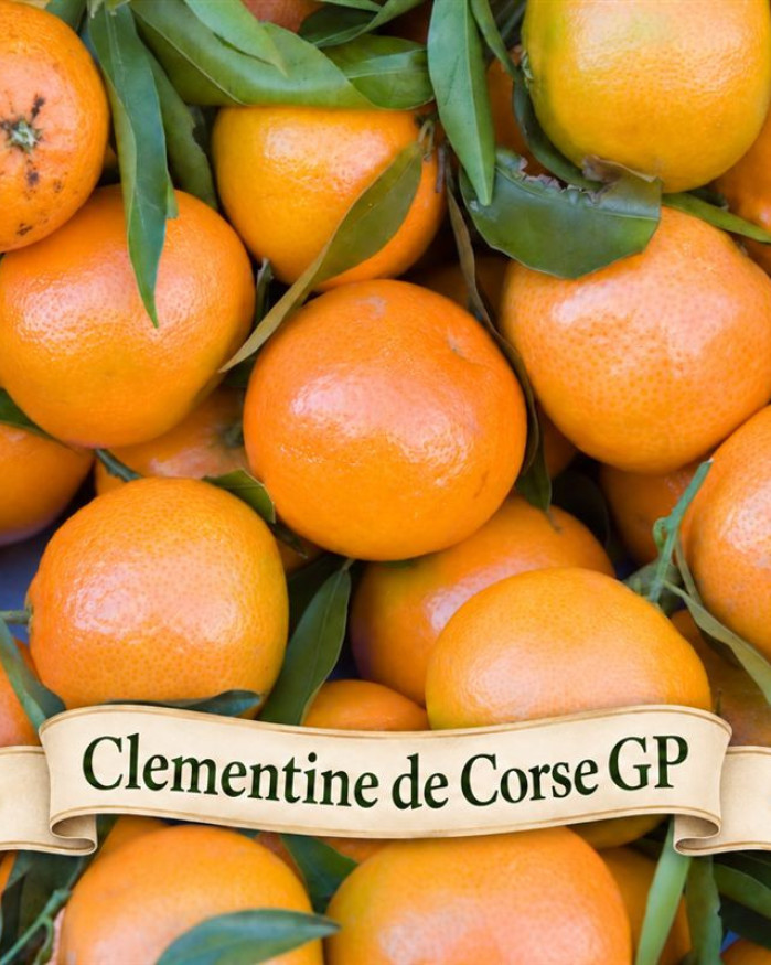 Clémentine petite à feuilles de CORSE IGP  