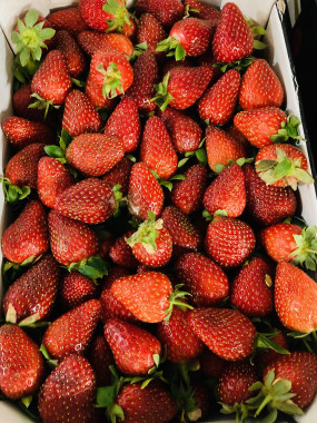 fraise garriguette à confiture 2 kilos 8€