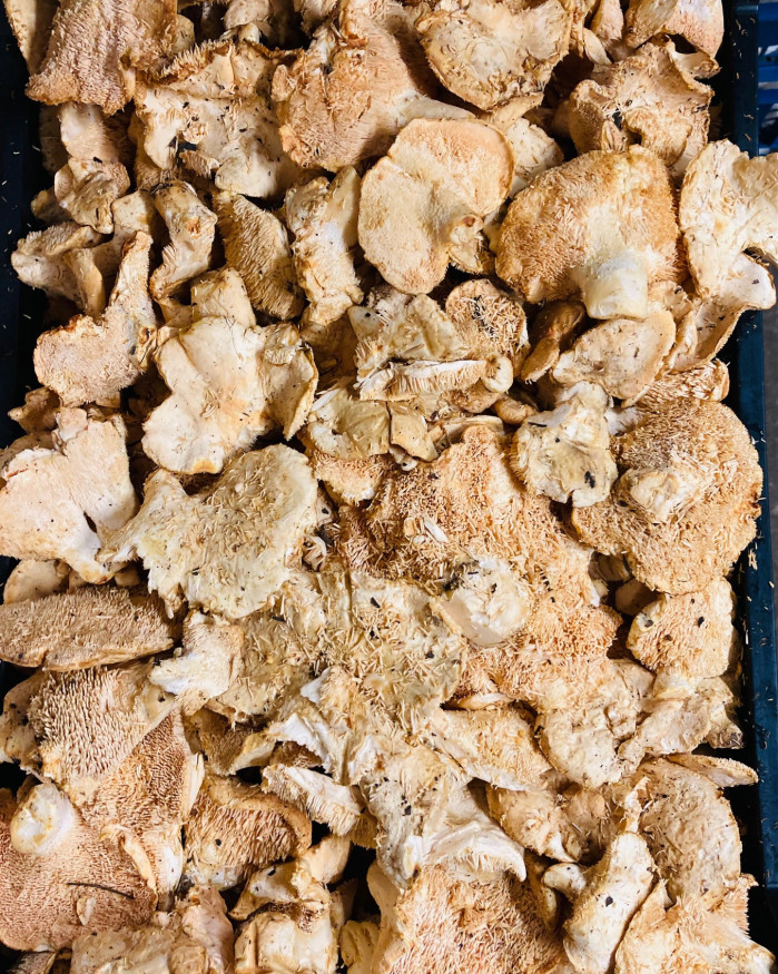 PLEUROTE  de chez brigitte