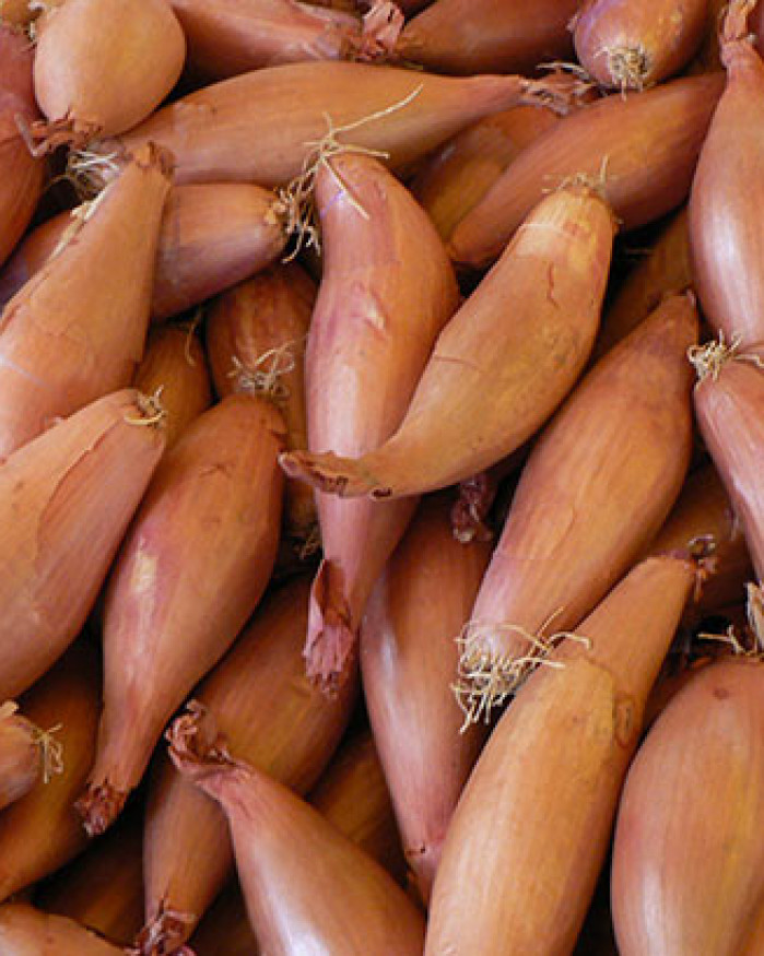 échalote « cuisse de poulet »