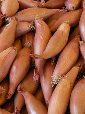 échalote « cuisse de poulet »