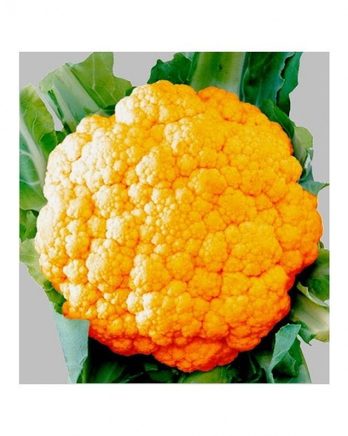 chou fleur orange