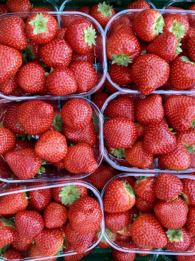 FRAISE ronde de plougastel  250gr 3barquettes 6€