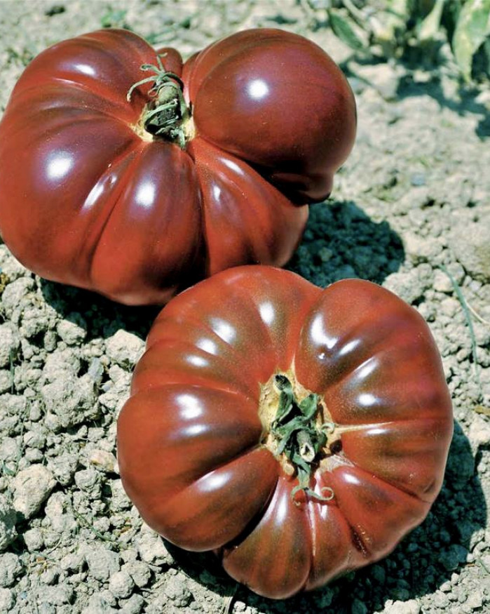 TOMATES NOIRES DE CRIMEE