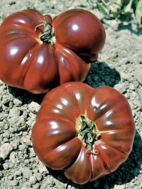 TOMATES NOIRES DE CRIMEE
