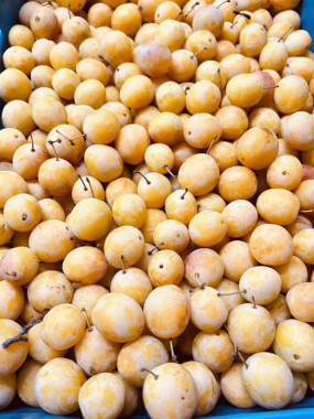 prune MIRABELLE 