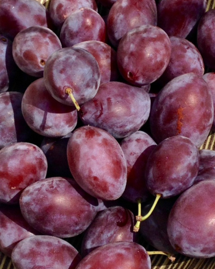 prune noir petite type quetsches PROMO 2 Kilos 5€