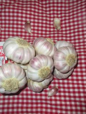 Ail Rose de lautrec la tête