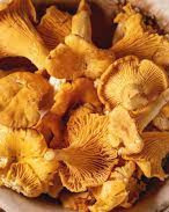 GIROLLE 