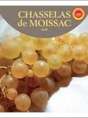 raisin CHASSELAS 