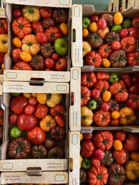 TOMATES ANCIENNES multicolore au colis 3.5 kilos