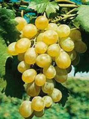 raisin ITALIA  PROMO 2 KILOS 7€