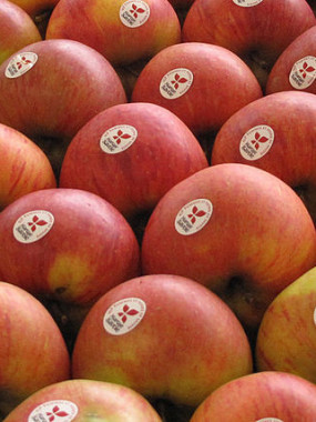 pomme rouge royal gala  PROMO 2 kilos 4€