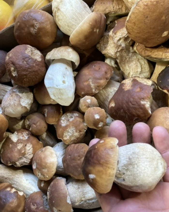 champignon cepe  France