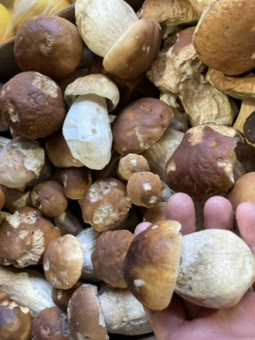 champignon cepe  France