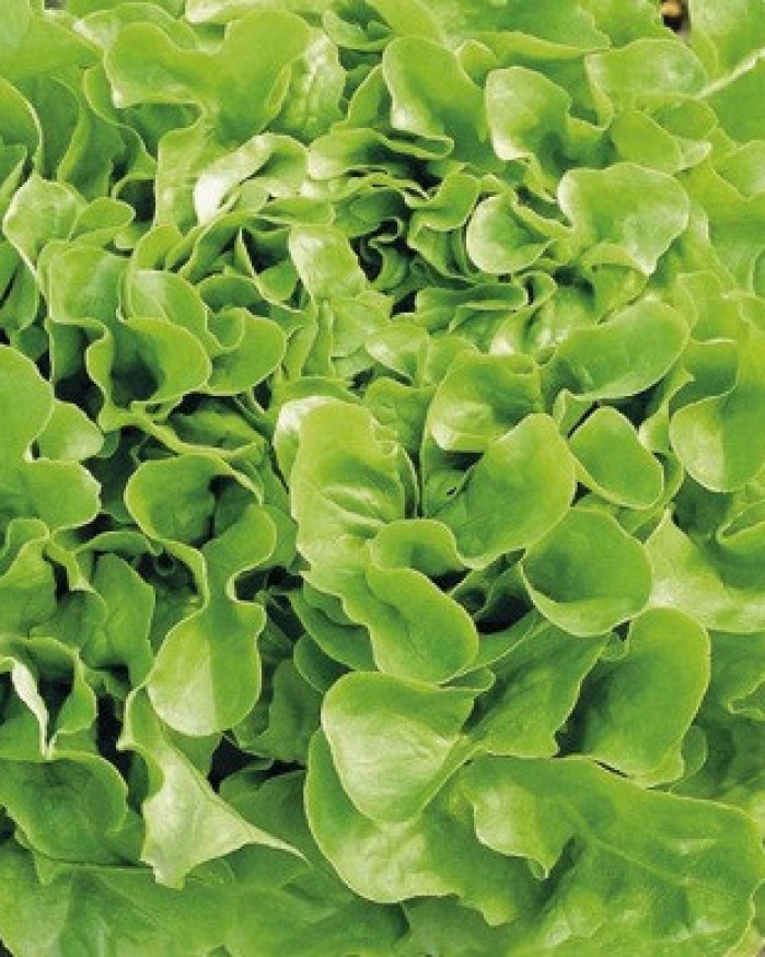 salade chêne verte maraichere 2 pour 2.50€