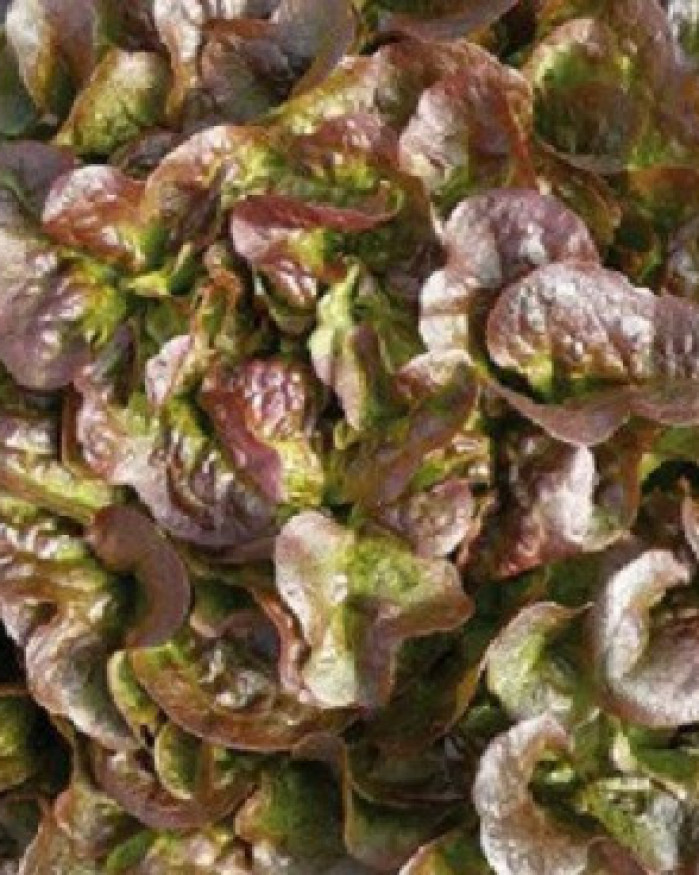 salade chêne rouge maraichere 2 pour 2.50€