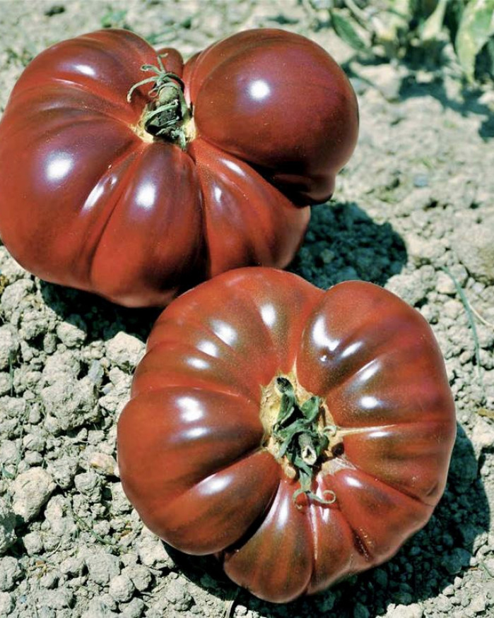 TOMATES NOIRES  2 KILOS 6€
