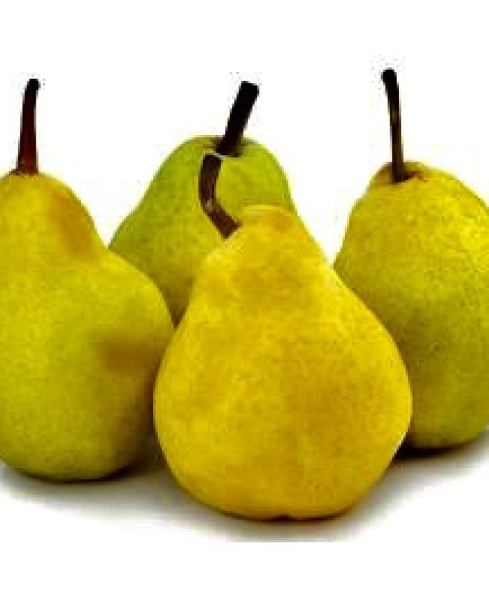 poire GUYOT 