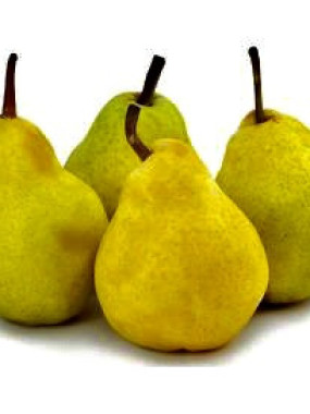 poire GUYOT 