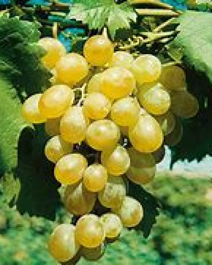 Raisin ITALIA 