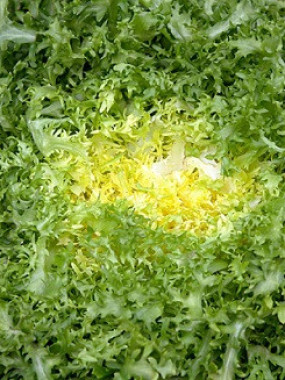frisée NICOISE GROSSE 